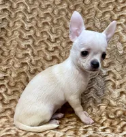 Lina Apple head , a female Chihuahua for sale in Los Fresnos, TX – 5 of 5