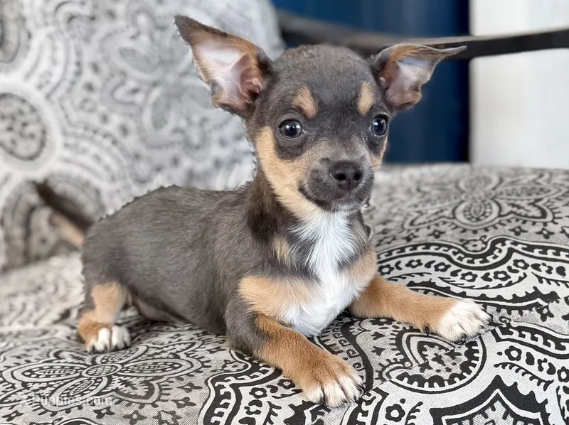 Blue tri – Chihuahua puppy for sale in Los Fresnos, TX