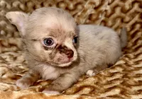 Merle long hair, a male Chihuahua for sale in Los Fresnos, TX – 6 of 8
