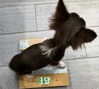 Coco long hair , a male Chihuahua for sale in Los Fresnos, TX – 6 of 7