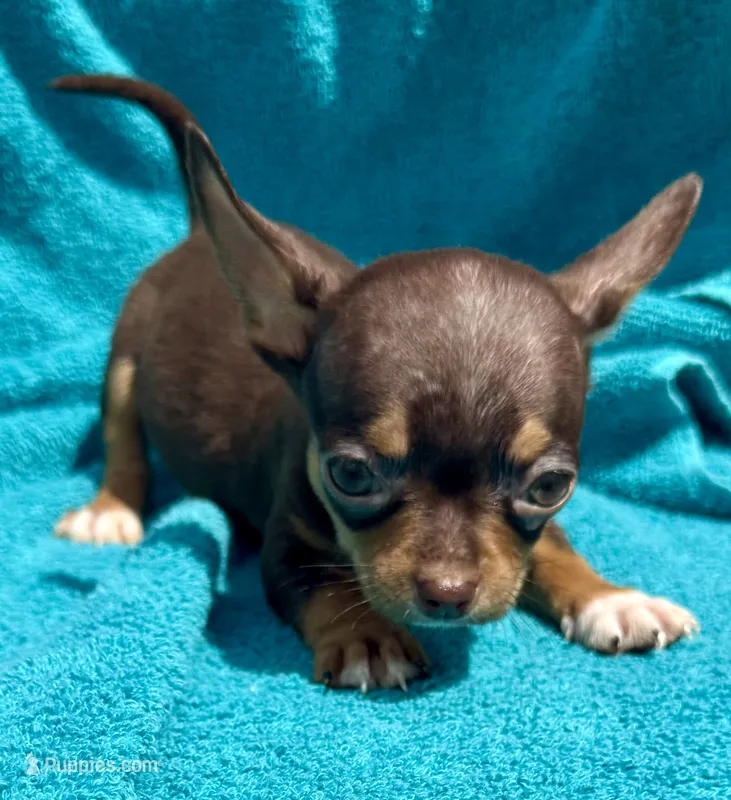 Shorty – Chihuahua puppy for sale in Los Fresnos, TX