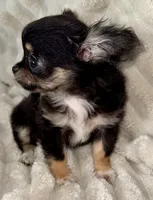 Teacup longhair Apple head, a male Chihuahua for sale in Los Fresnos, TX – 3 of 7