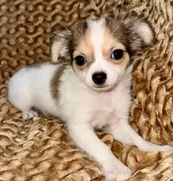 Cookie long hair , a female Chihuahua for sale in Los Fresnos, TX – 2 of 3