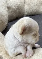 Long hair Apple head, a female Chihuahua for sale in Los Fresnos, TX – 2 of 3