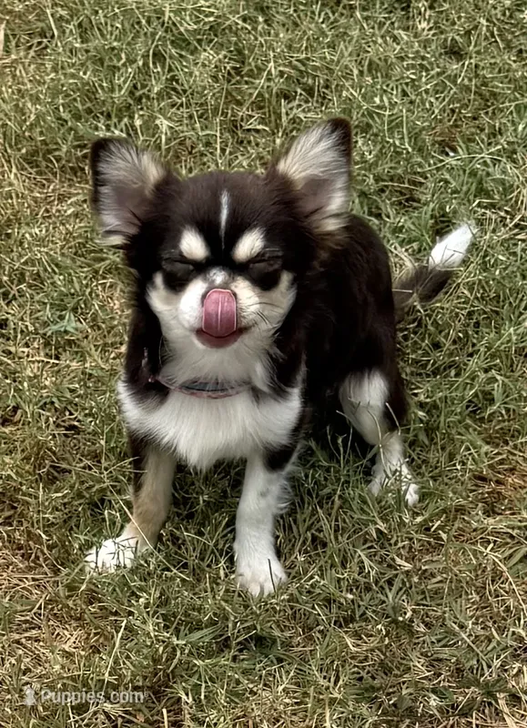 Coco long hair  – Chihuahua puppy for sale in Los Fresnos, TX
