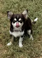 Coco long hair , a male Chihuahua for sale in Los Fresnos, TX – 1 of 8