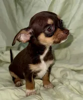 Chocolate , a male Chihuahua for sale in Los Fresnos, TX – 1 of 4
