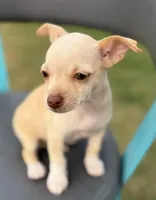 Cream, a female Chihuahua for sale in Los Fresnos, TX – Photo 3 of 6