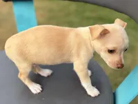 Cream, a female Chihuahua for sale in Los Fresnos, TX – Photo 5 of 6