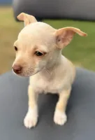 Cream, a female Chihuahua for sale in Los Fresnos, TX – Photo 4 of 6