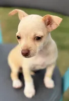 Cream, a female Chihuahua for sale in Los Fresnos, TX – Photo 2 of 6