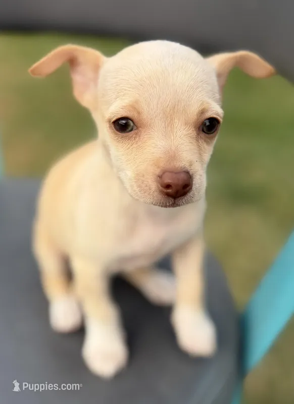 Cream – Chihuahua puppy for sale in Los Fresnos, TX