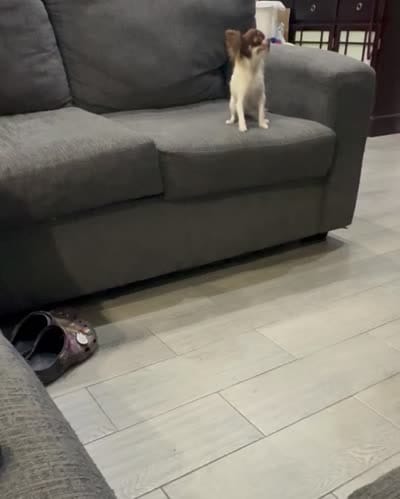 Isla teacup, a female Chihuahua for sale in Los Fresnos, TX – 4 of 4