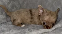 Merle , a male Chihuahua for sale in Los Fresnos, TX – 3 of 8