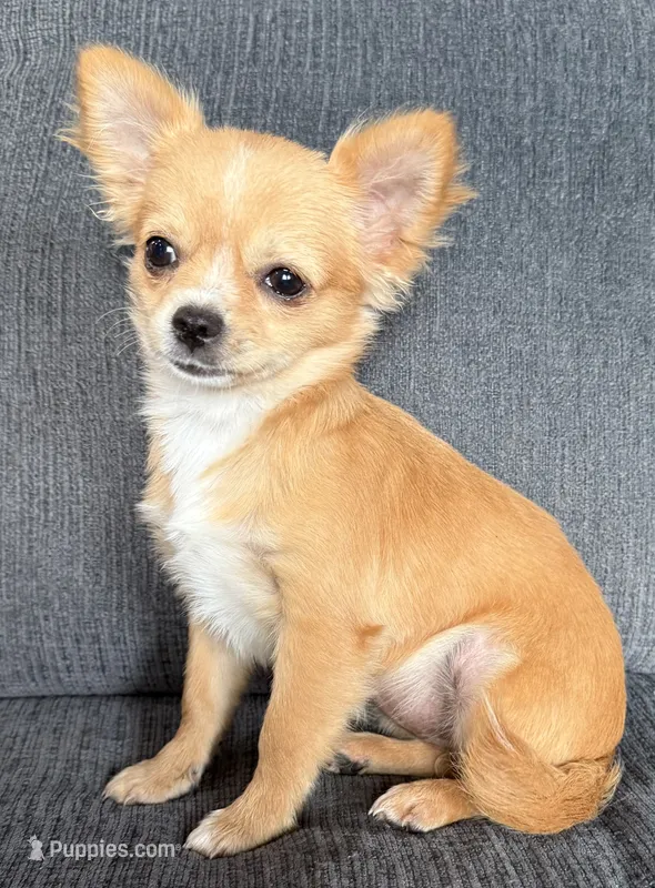 Teacup long hair  – Chihuahua puppy for sale in Los Fresnos, TX
