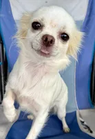 Luna long hair , a female Chihuahua for sale in Los Fresnos, TX – 6 of 6