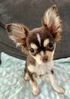 Coco long hair , a male Chihuahua for sale in Los Fresnos, TX – 7 of 7