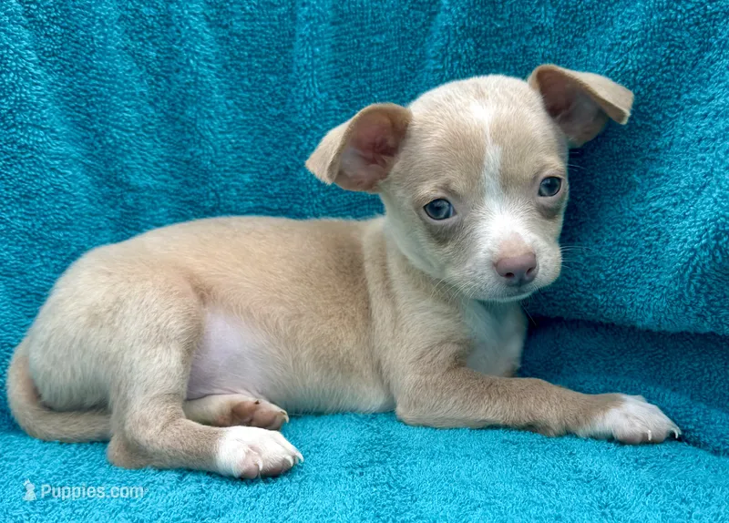 Biggy  – Chihuahua puppy for sale in Los Fresnos, TX