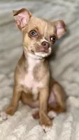 Ruby , a female Chihuahua for sale in Los Fresnos, TX – 3 of 3