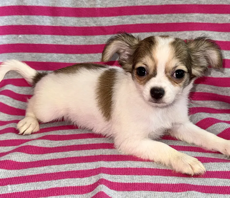 Cookie long hair  – Chihuahua puppy for sale in Los Fresnos, TX
