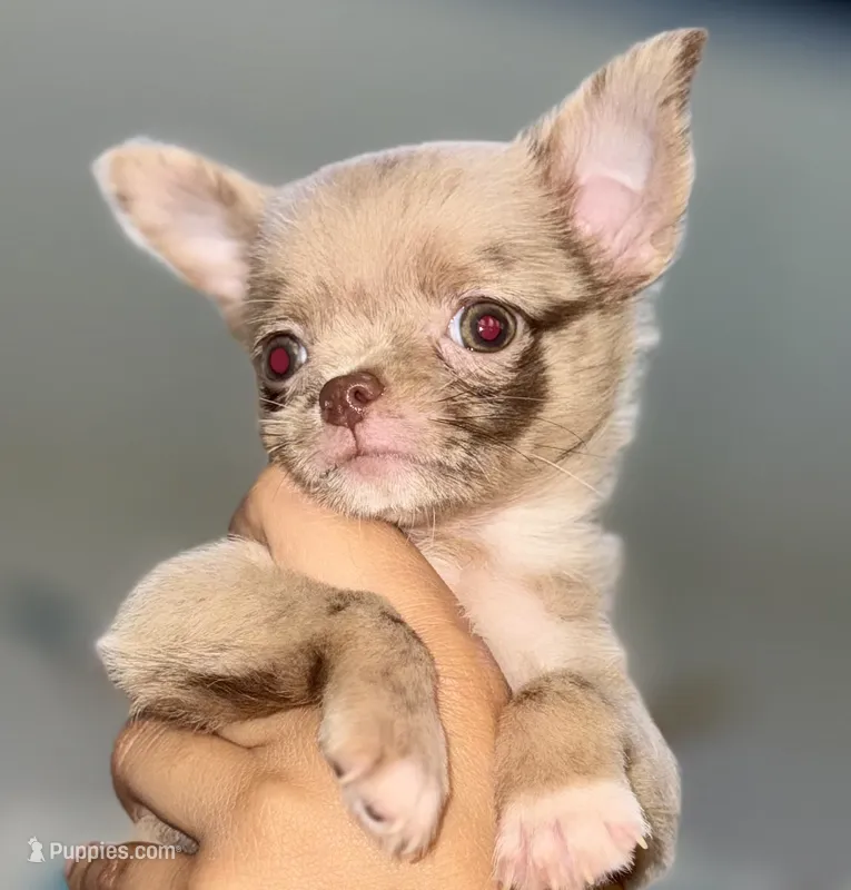 Merle  – Chihuahua puppy for sale in Los Fresnos, TX
