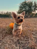 Brie, a female Yorkshire Terrier for sale in Los Fresnos, TX – 3 of 3