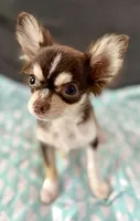 Coco long hair , a male Chihuahua for sale in Los Fresnos, TX – 5 of 7