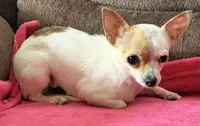 Willow teacup , a female Chihuahua for sale in Los Fresnos, TX – 2 of 2