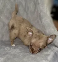 Merle , a male Chihuahua for sale in Los Fresnos, TX – 5 of 8