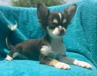Coco long hair , a male Chihuahua for sale in Los Fresnos, TX – 6 of 10