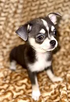 Eleanor blue tri, a female Chihuahua for sale in Los Fresnos, TX – 2 of 6