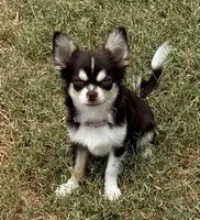 Coco long hair , a male Chihuahua for sale in Los Fresnos, TX – 5 of 8