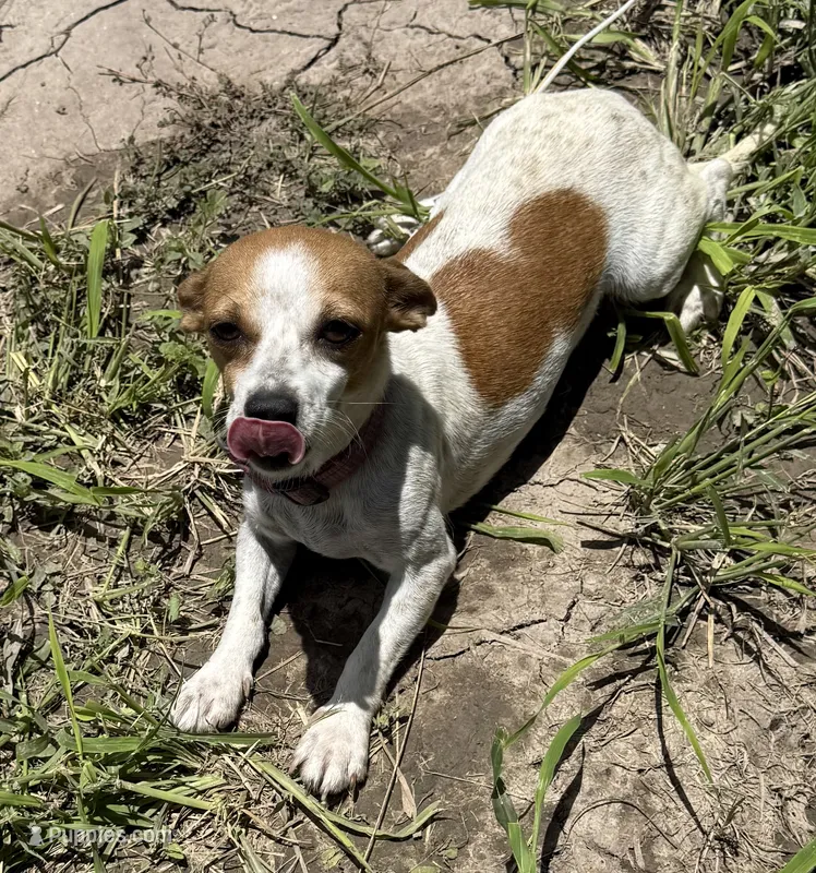 Lili – Chihuahua puppy for sale in Los Fresnos, TX