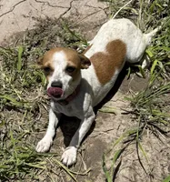 Lili, a female Chihuahua for sale in Los Fresnos, TX – 1 of 1