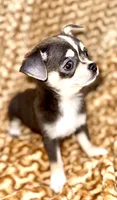 Eleanor blue tri, a female Chihuahua for sale in Los Fresnos, TX – 6 of 6