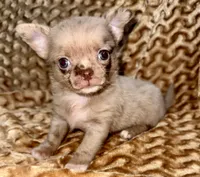Merle long hair, a male Chihuahua for sale in Los Fresnos, TX – 4 of 8