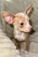 Biggy , a male Chihuahua for sale in Los Fresnos, TX – 1 of 3