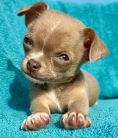 Feisty , a female Chihuahua for sale in Los Fresnos, TX – 6 of 6