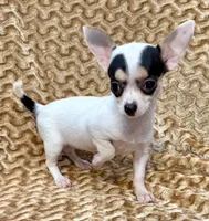 Spicy , a female Chihuahua for sale in Los Fresnos, TX – 5 of 7