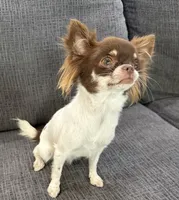 Isla teacup, a female Chihuahua for sale in Los Fresnos, TX – 3 of 4