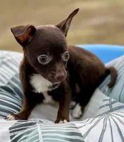 Chocolate , a female Chihuahua for sale in Los Fresnos, TX – Photo 2 of 5