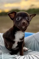 Chocolate , a female Chihuahua for sale in Los Fresnos, TX – Photo 5 of 5