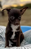 Chocolate , a female Chihuahua for sale in Los Fresnos, TX – Photo 3 of 5