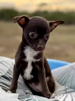 Chocolate , a female Chihuahua for sale in Los Fresnos, TX – Photo 1 of 5
