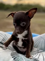 Chocolate , a female Chihuahua for sale in Los Fresnos, TX – Photo 4 of 5