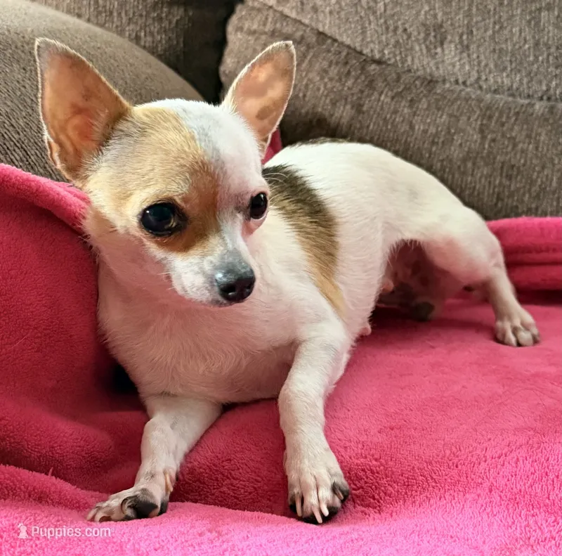 Willow  – Chihuahua puppy for sale in Los Fresnos, TX