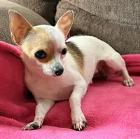 Willow teacup , a female Chihuahua for sale in Los Fresnos, TX – 1 of 2