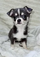 Eleanor blue tri, a female Chihuahua for sale in Los Fresnos, TX – 2 of 4