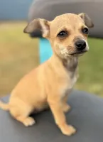 Brownie , a female Chihuahua for sale in Los Fresnos, TX – Photo 1 of 4