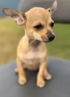 Brownie , a female Chihuahua for sale in Los Fresnos, TX – Photo 3 of 4